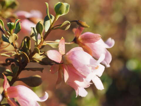 صورة Eremophila reticulata Chinnock