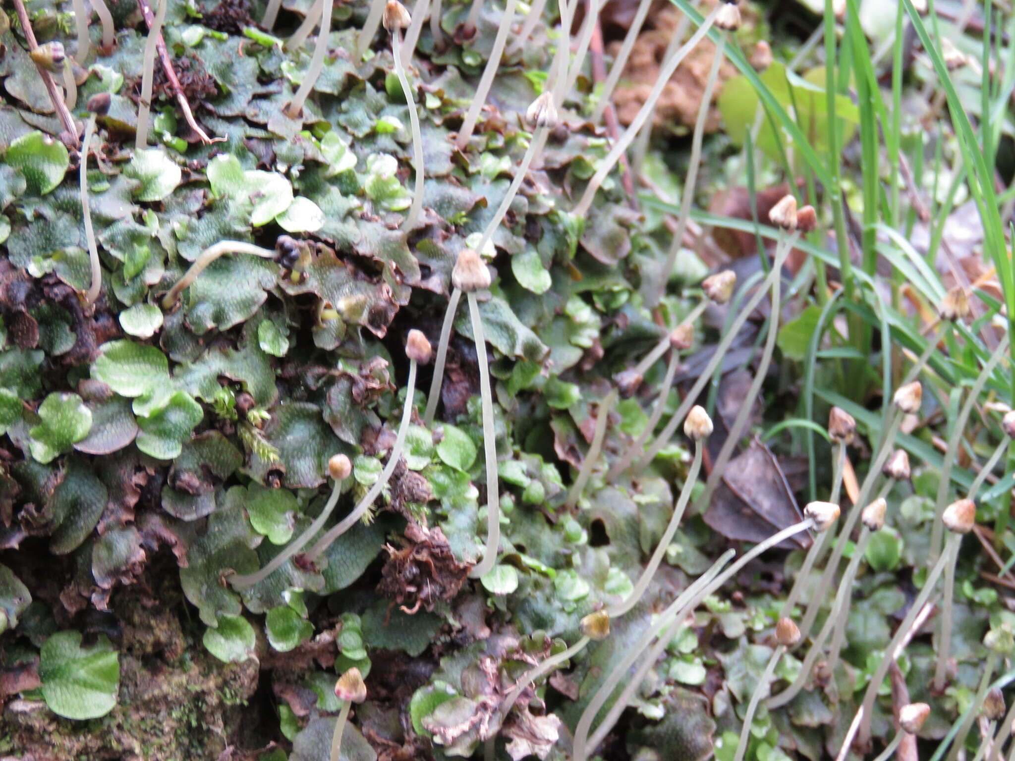 Image of common liverwort