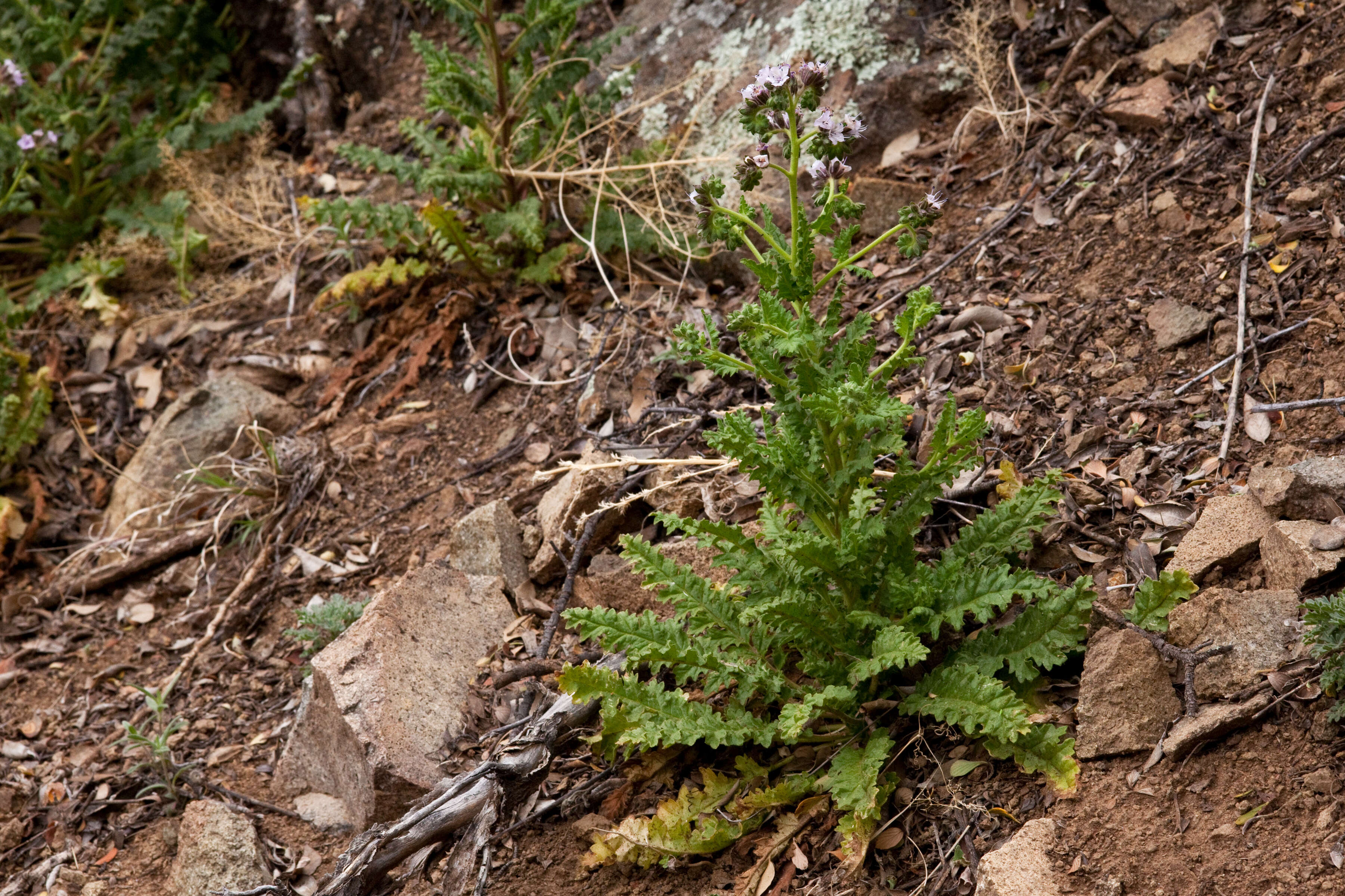 Image of scorpionweed