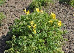 Image of yellow corydalis