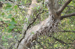 Image of Gray Mangrove