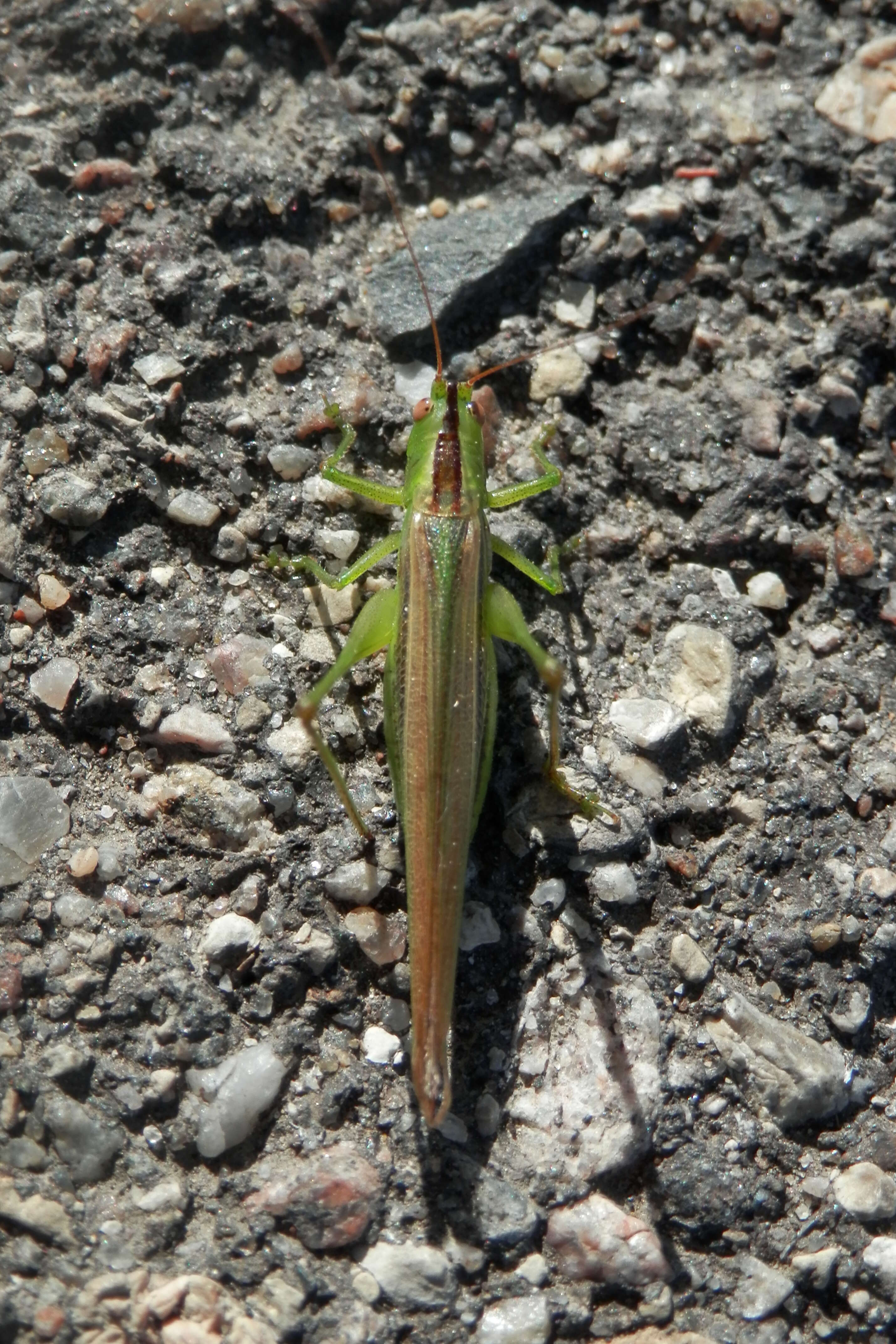 Слика од Conocephalus (Anisoptera) fasciatus (De Geer 1773)