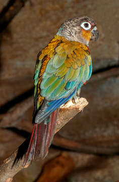 Image of Crimson-bellied Parakeet