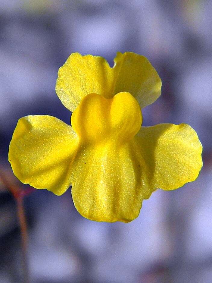 Image of Zigzag bladderwort