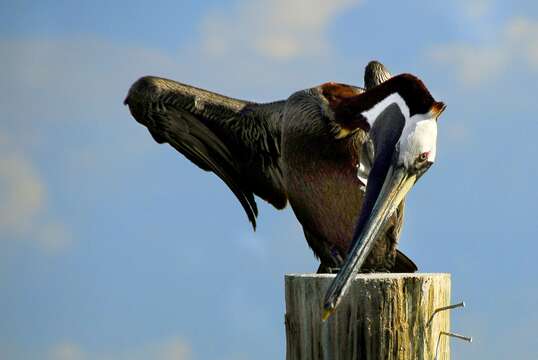 Image of Pelecanus occidentalis carolinensis Gmelin & JF 1789