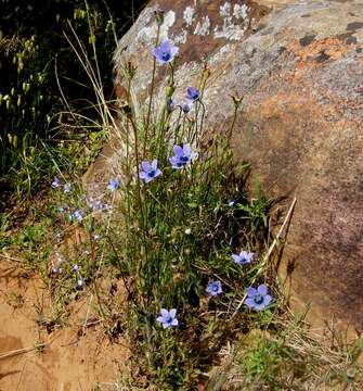 صورة Wahlenbergia capensis (L.) A. DC.