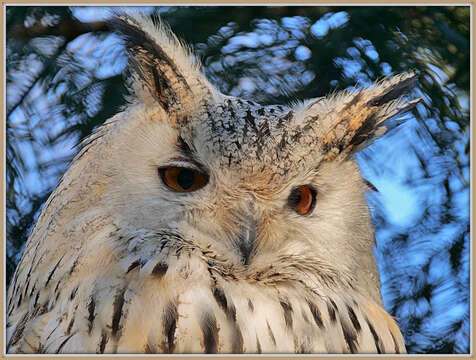 Image of Eurasian Eagle Owl