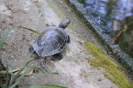 Image of slider turtle, red-eared terrapin, red-eared slider