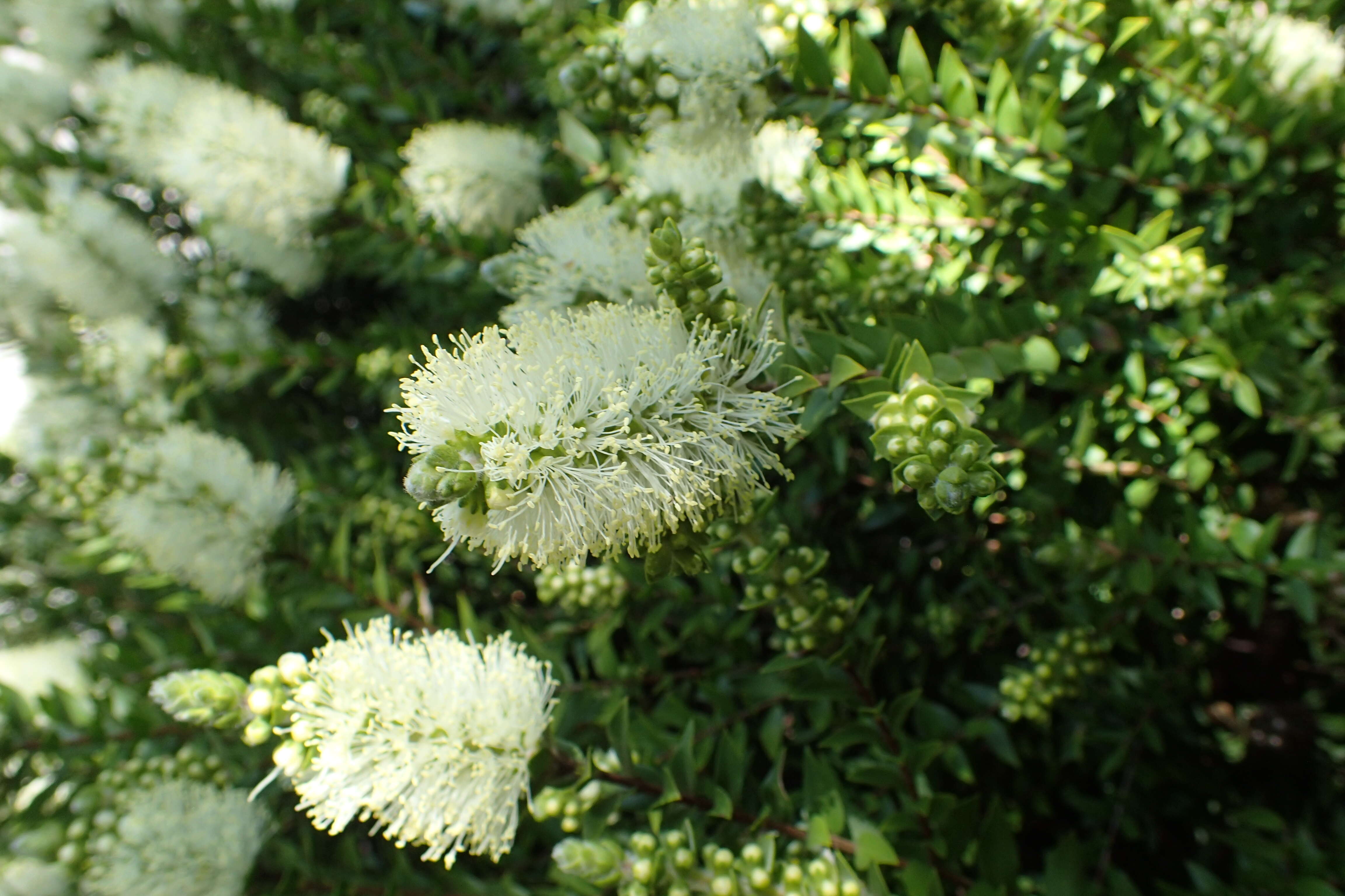 Image of Melaleuca pustulata Hook. fil.