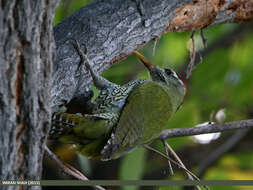 Picus squamatus Vigors 1831 resmi