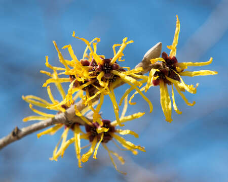 Imagem de Hamamelis mollis Oliv.