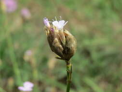 Image of Proliferous Pink