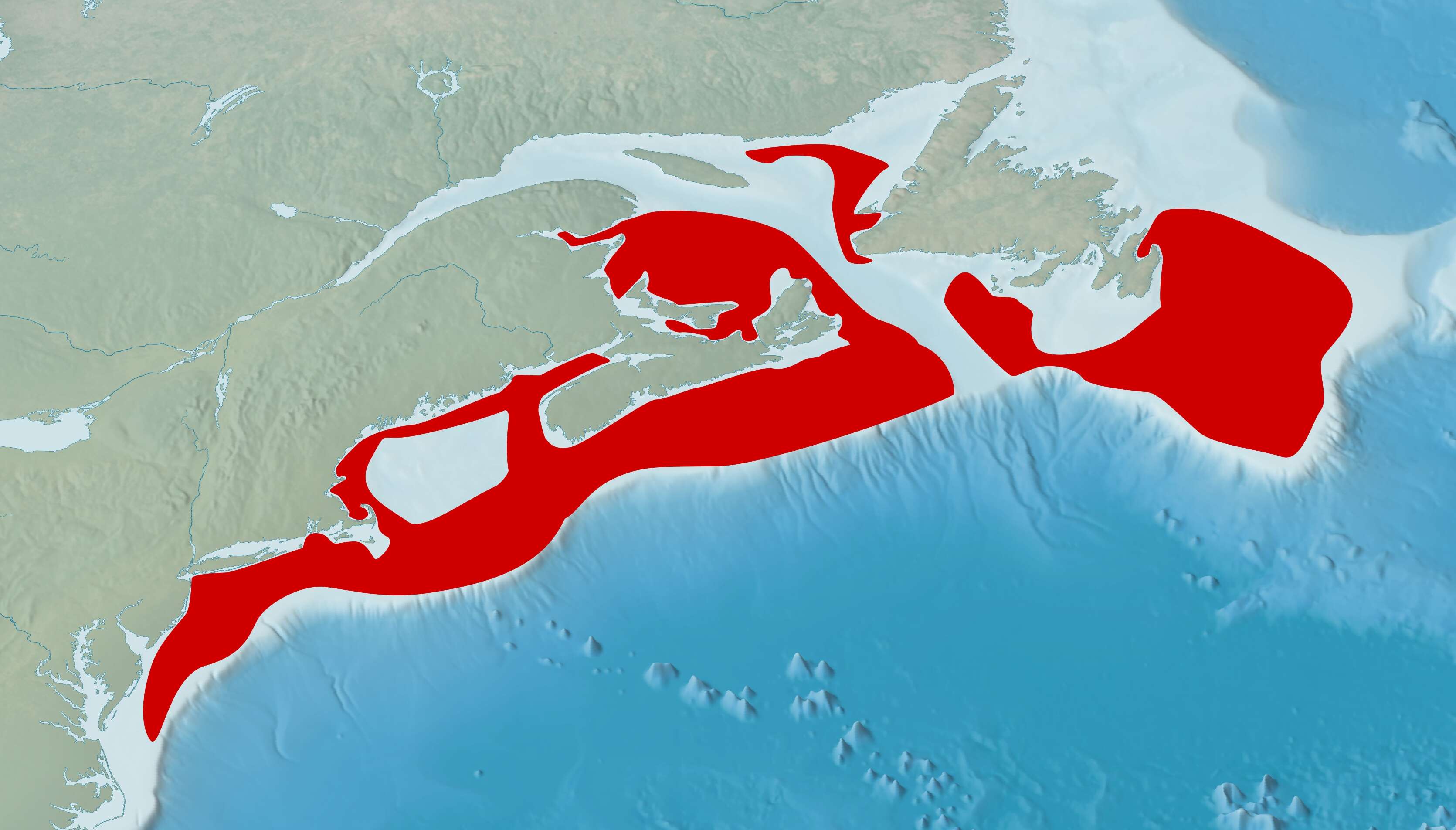 Plancia ëd Limanda ferruginea (Storer 1839)