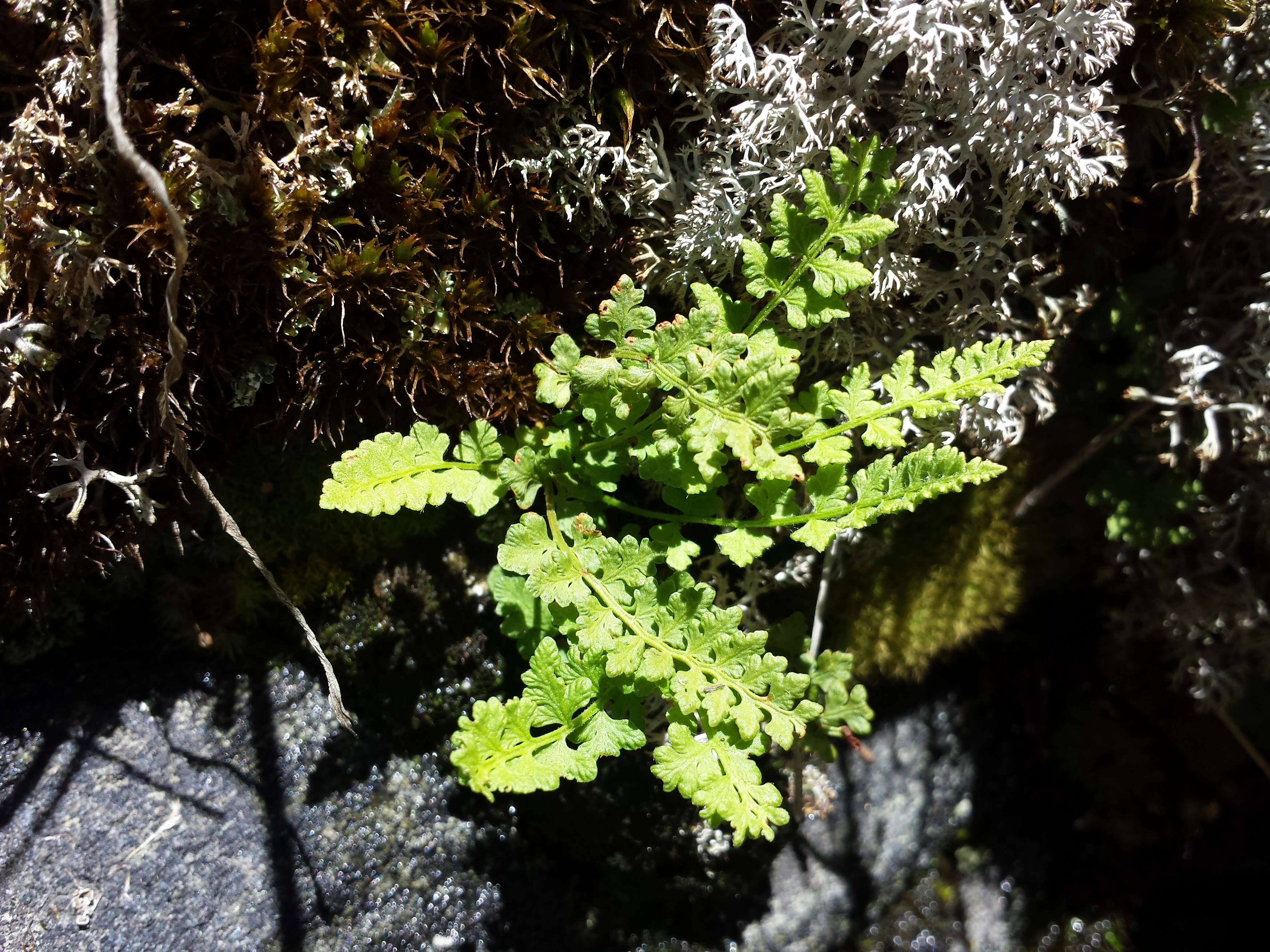 Imagem de Woodsia alpina (Bolton) Gray