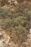 Image of Hypericum aciferum (W. Greuter) N. K. B. Robson
