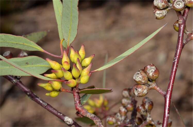 Image of Red Mallee