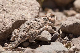 Image of Greater Short-horned Lizard