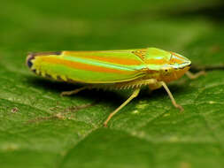 Image of Graphocephala versuta (Say 1830)