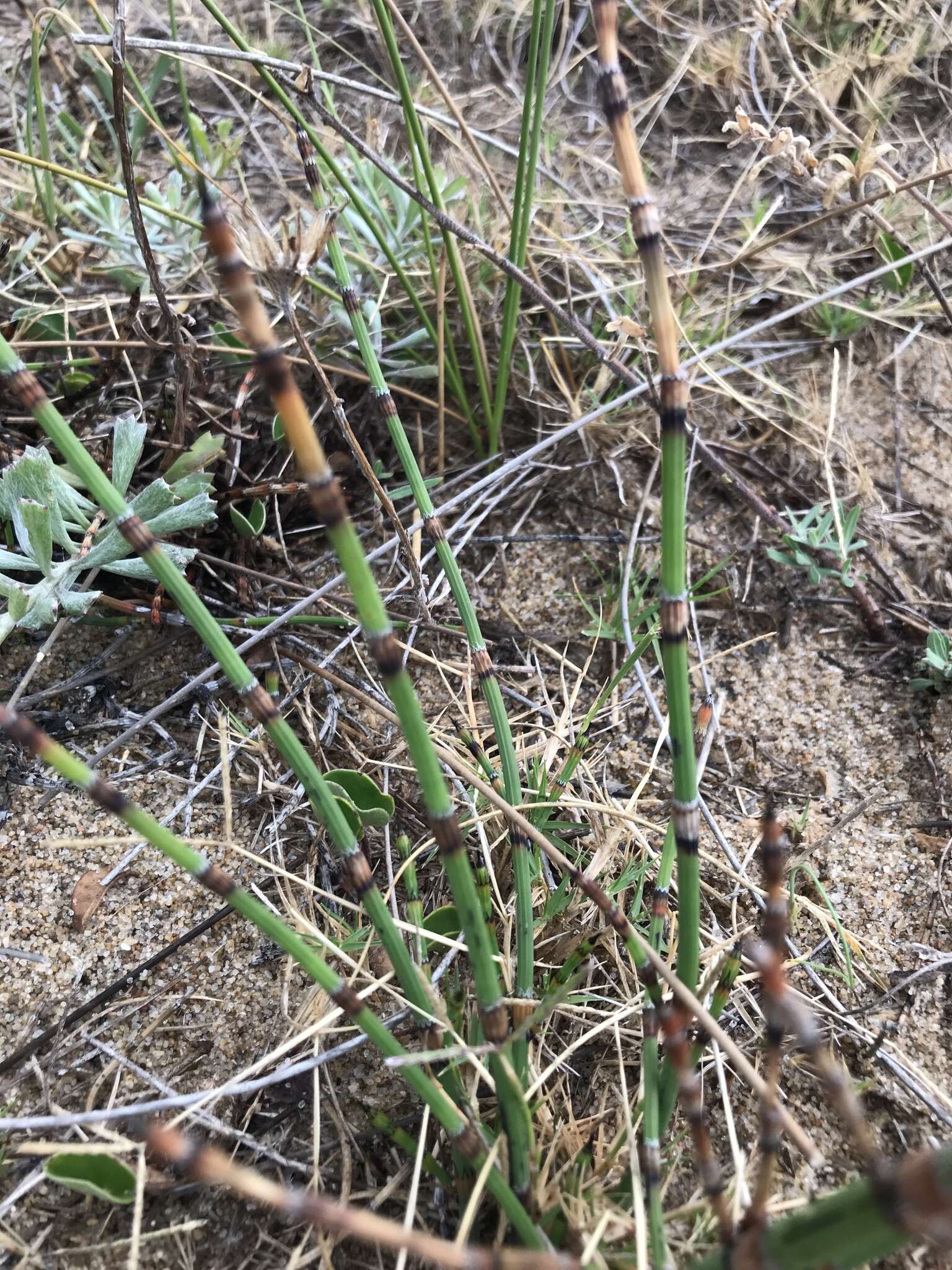 Image of Southern Giant Horsetail