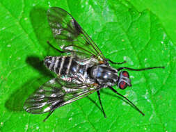 Image of Ibisia marginata