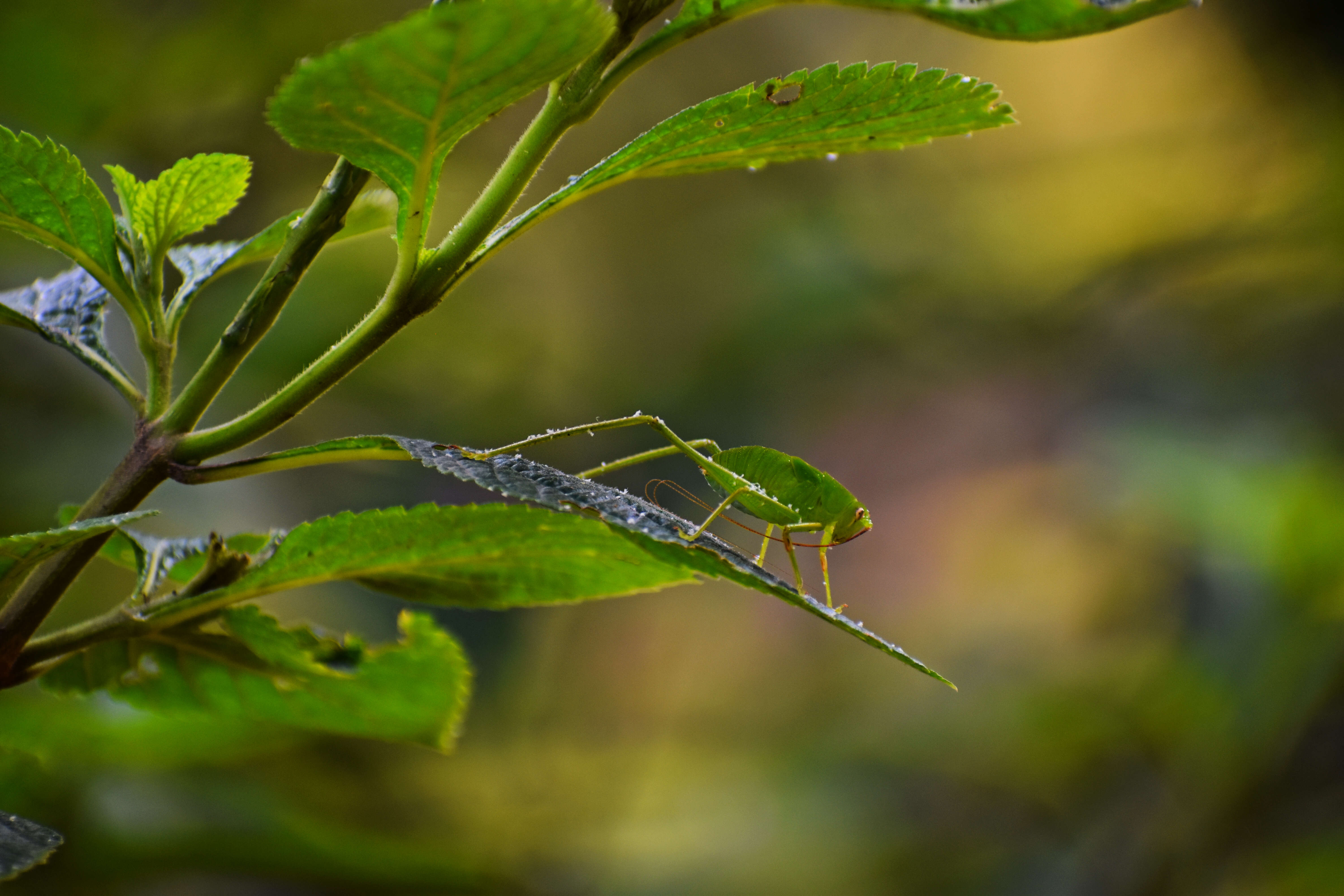 Image of Oblong-winged Katydid