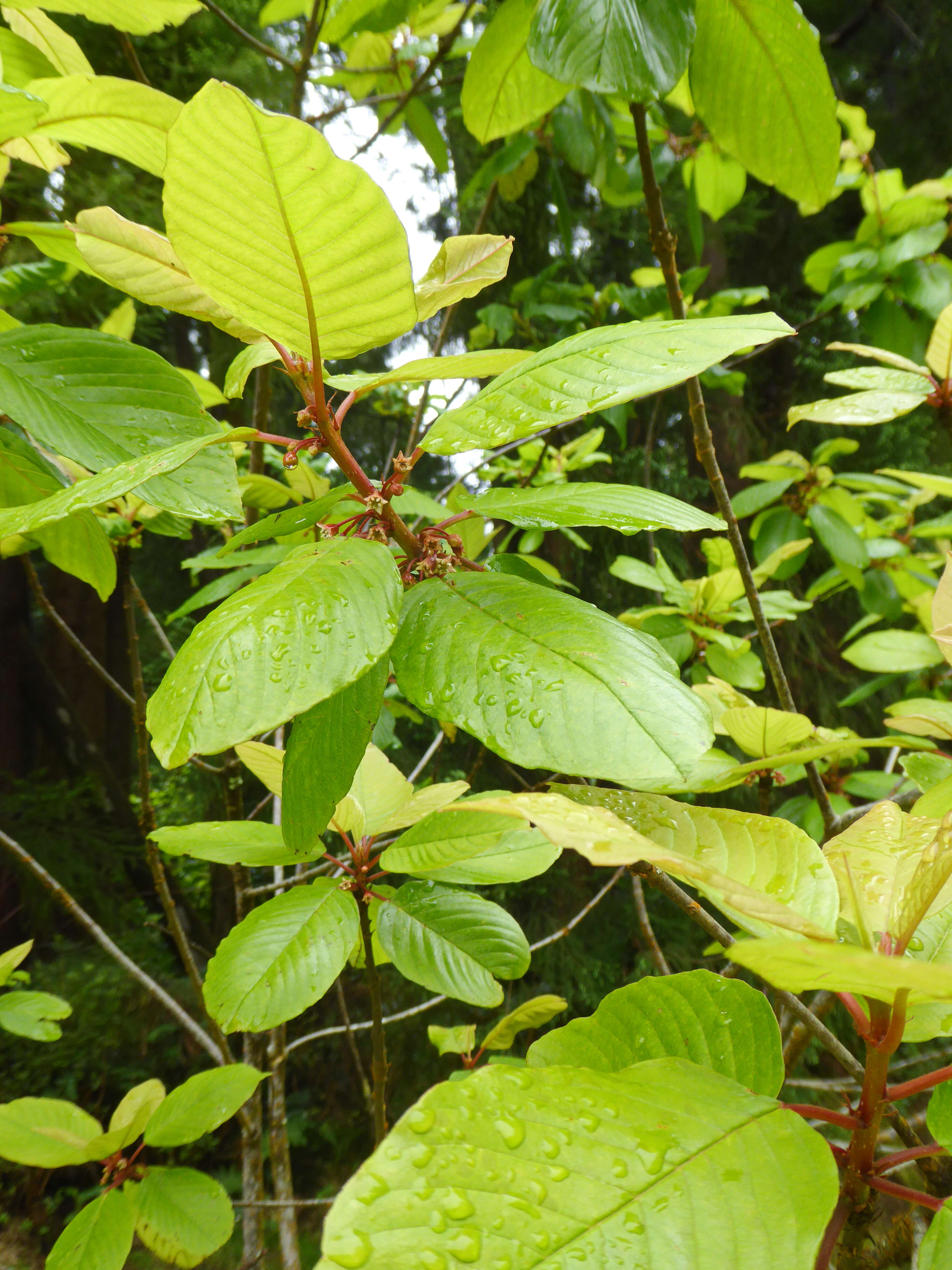 Image de Frangula azorica Grubov