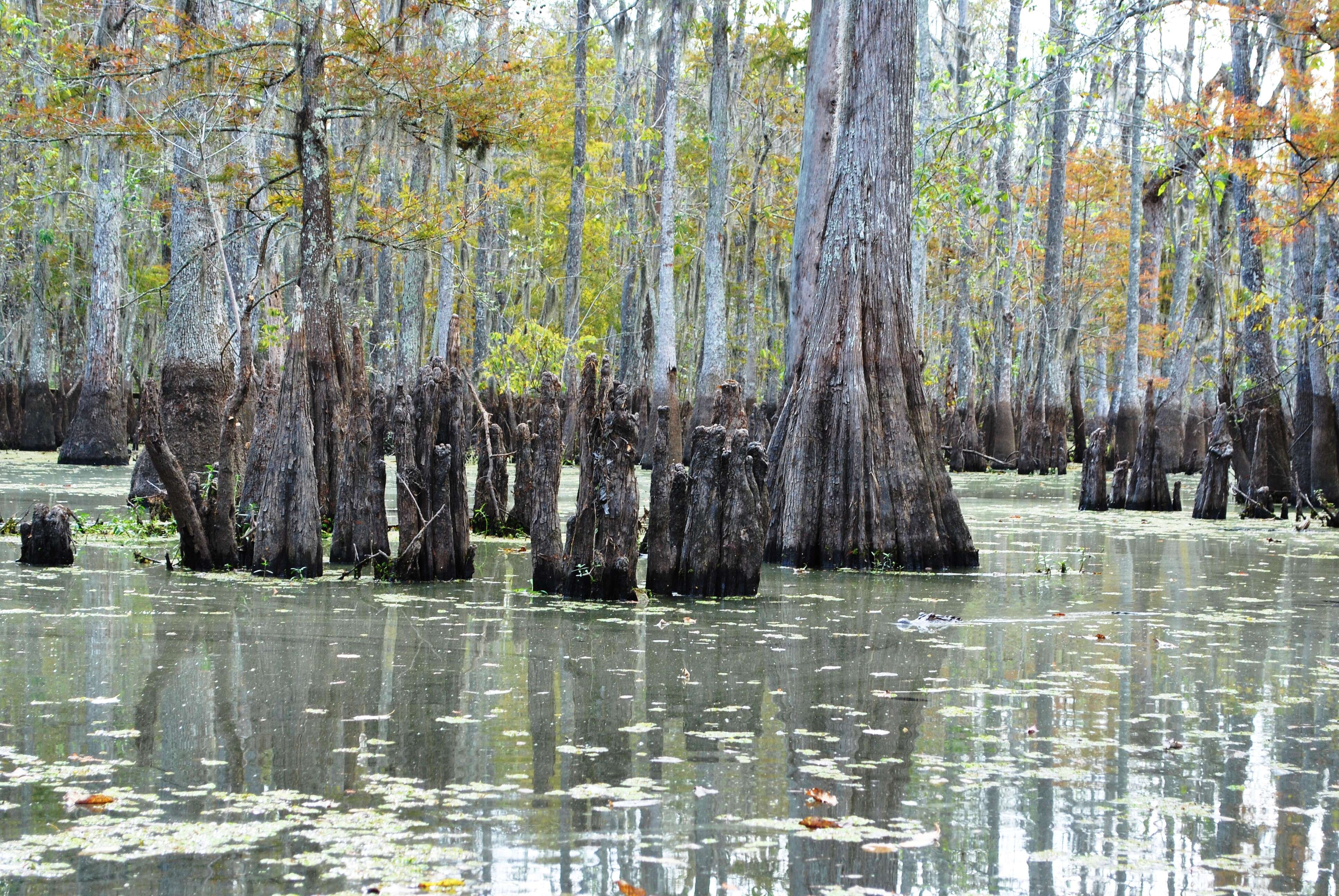 Image of tupelogum