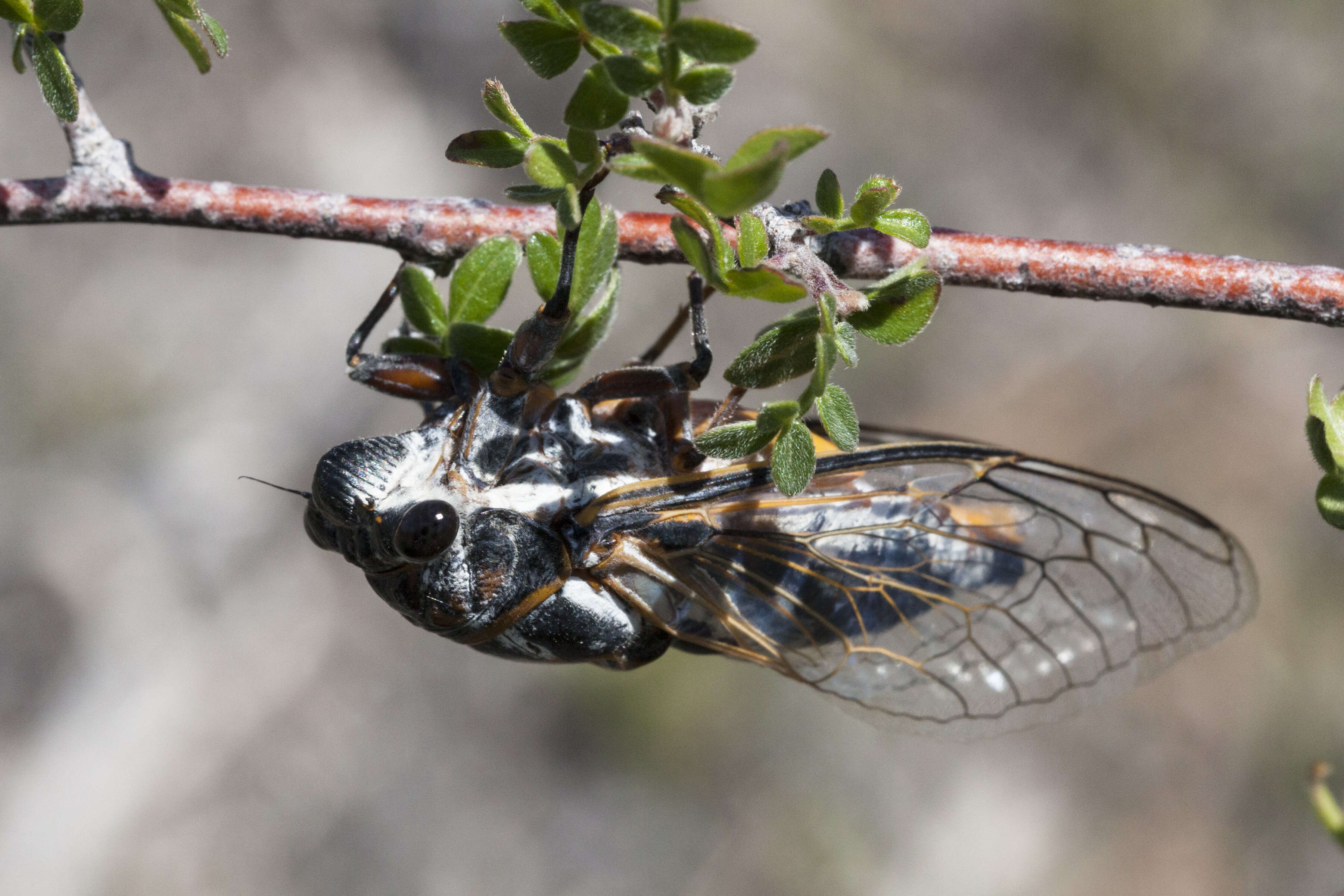 Image of Western Annual Cicadas