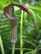 Imagem de Arisaema erubescens (Wall.) Schott