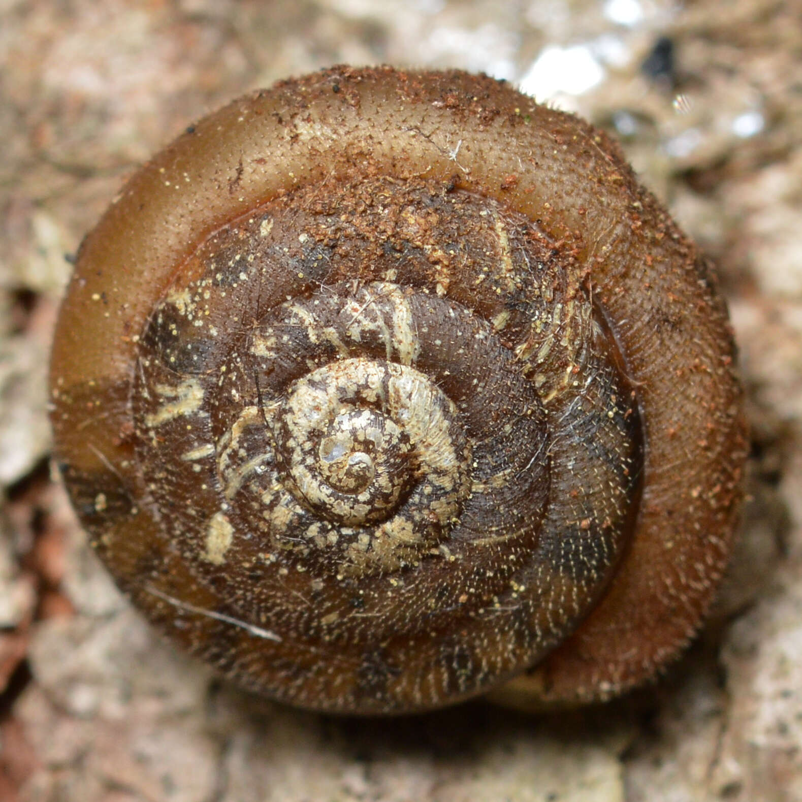 Polygyridae resmi