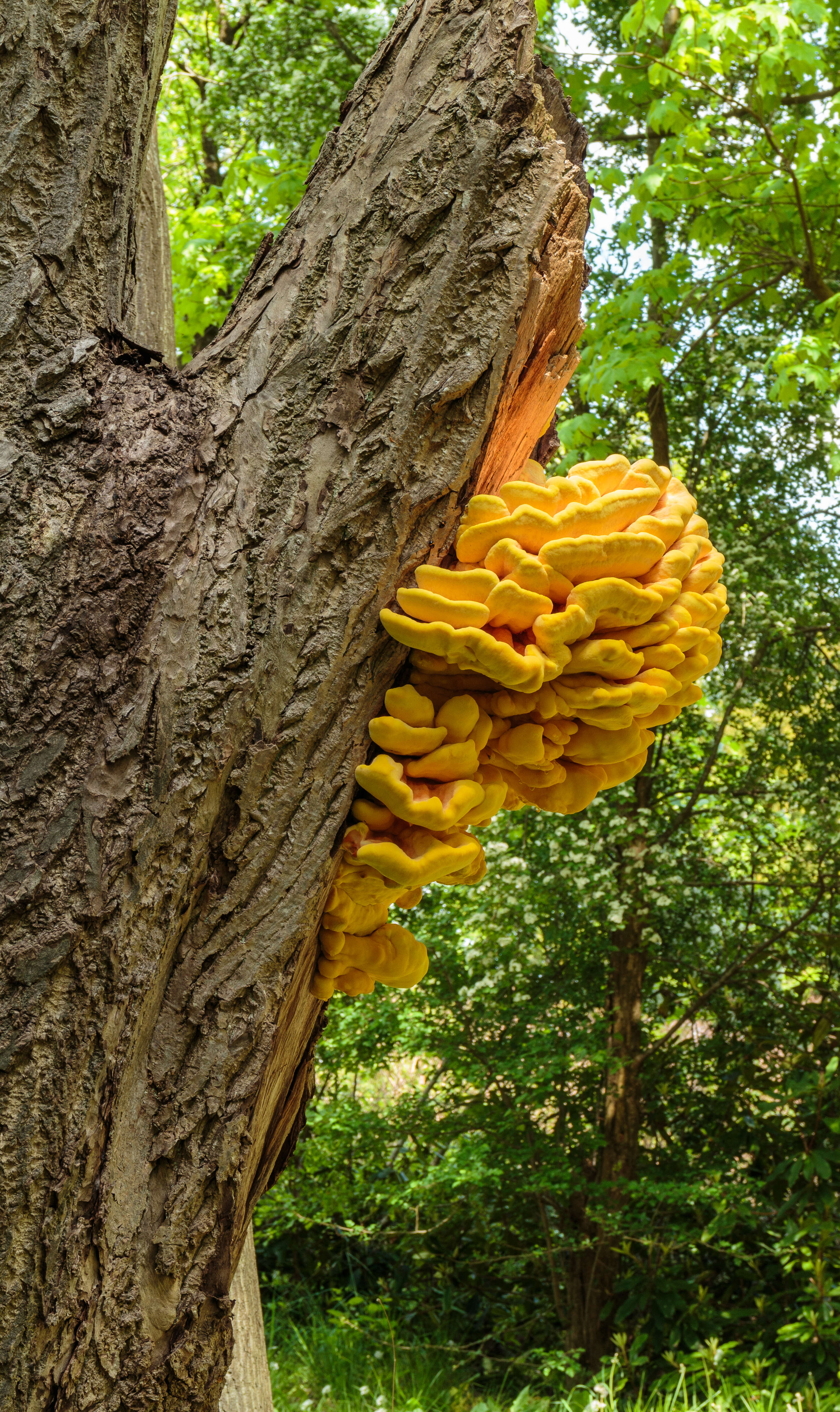 Image of Ginkgoopsida