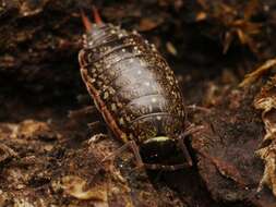 Image of Philoscia Latreille 1804