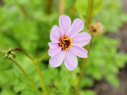 Image of Dahlia merckii Lehm.