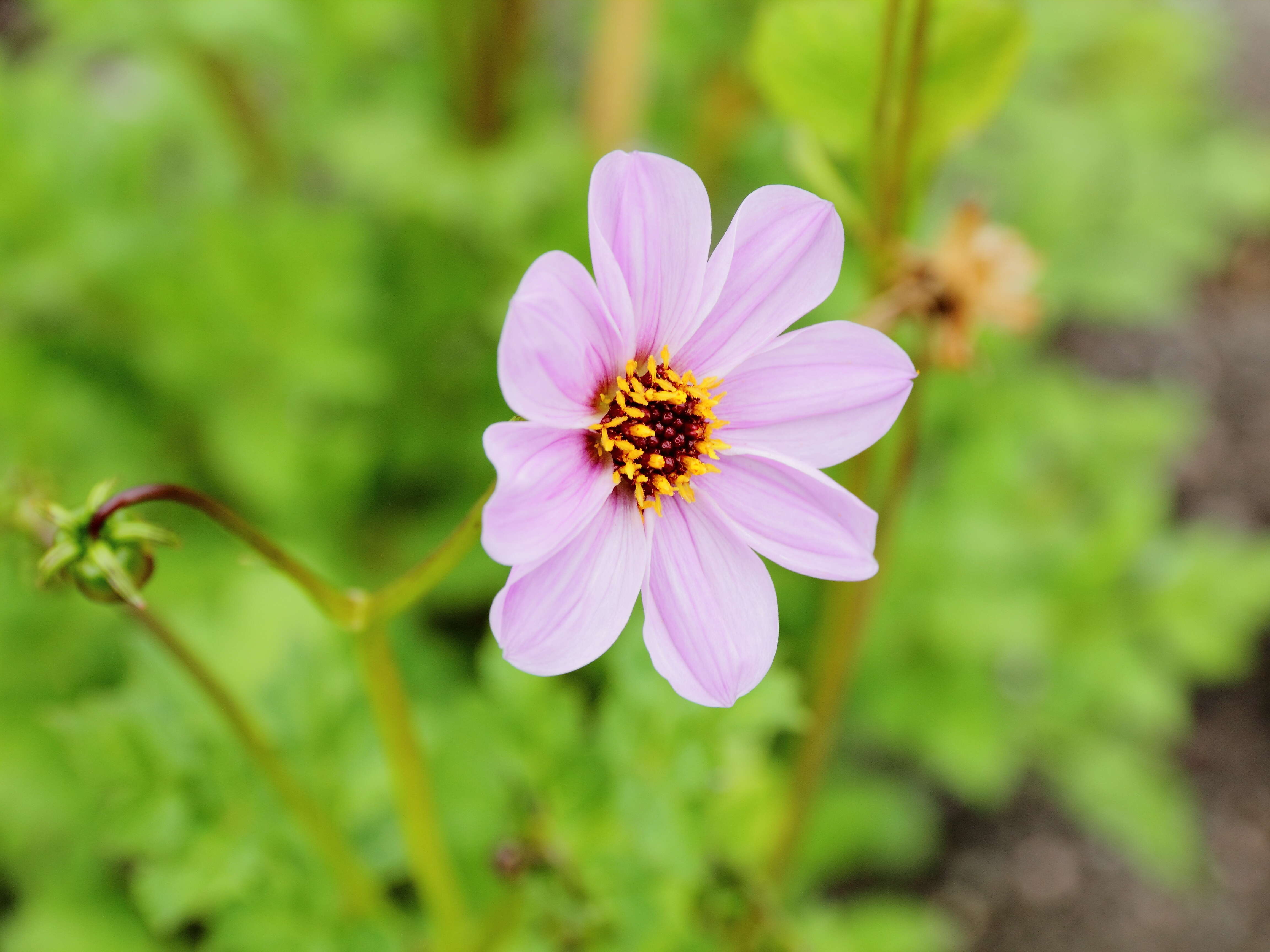 Image of Dahlia merckii Lehm.