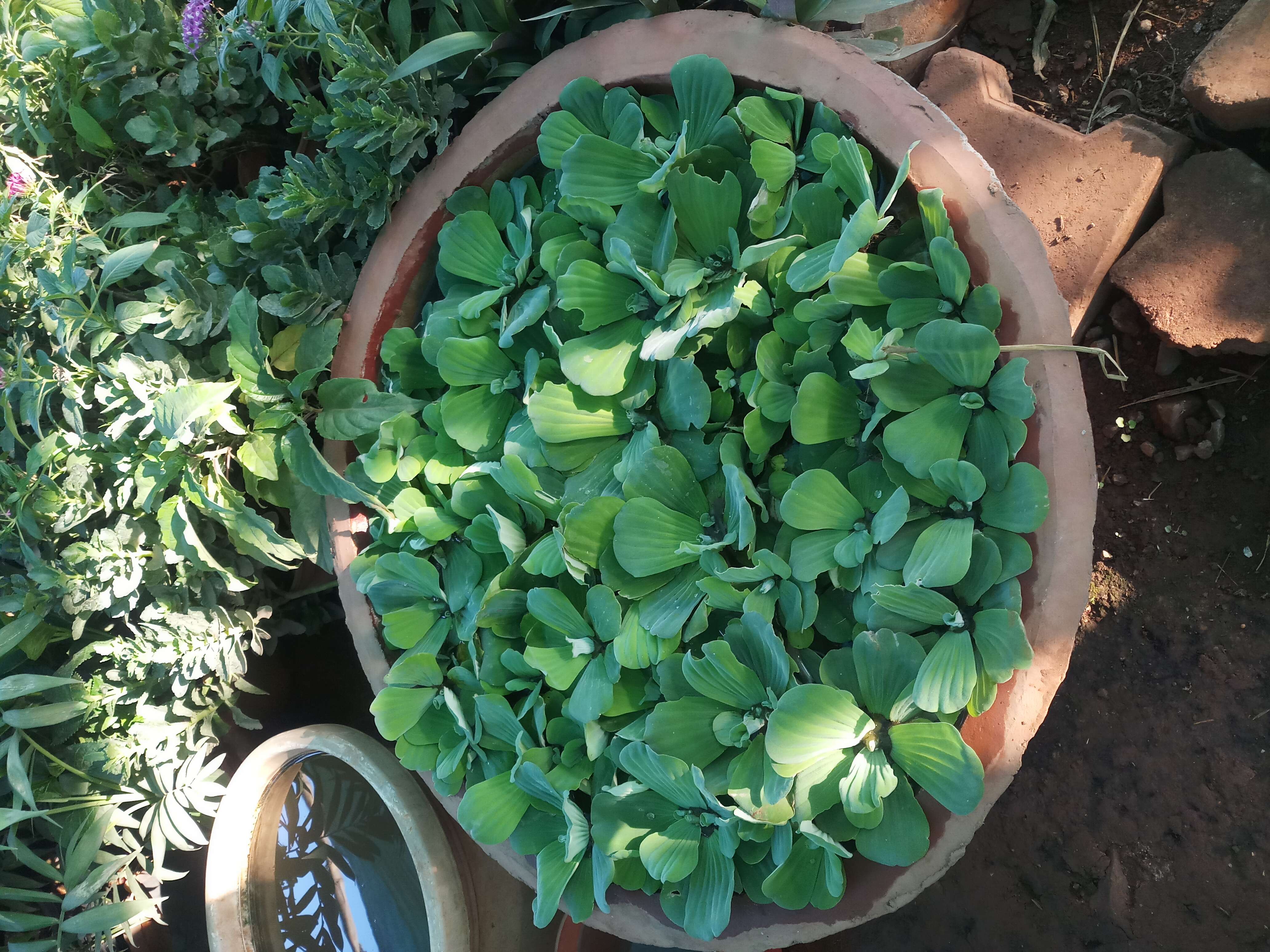 Image of pistia