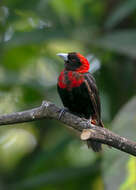 Image of Crimson-collared Tanager