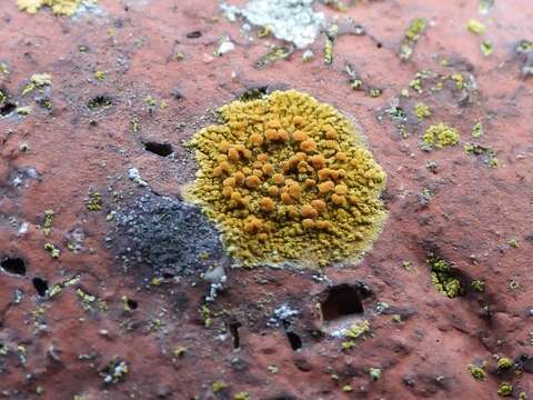 Image of orange lichen