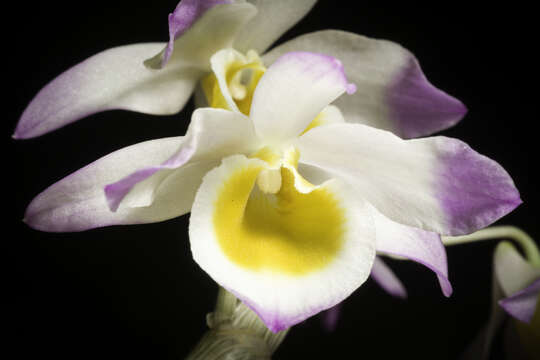 Dendrobium gratiosissimum Rchb. fil. resmi