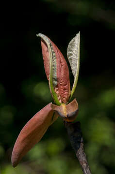 Image of Japanese Big Leaf Magnolia