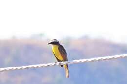 Image of Rusty-margined Flycatcher