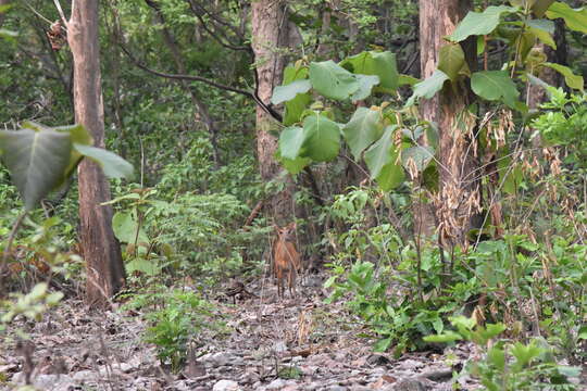 Image of Barking Deer