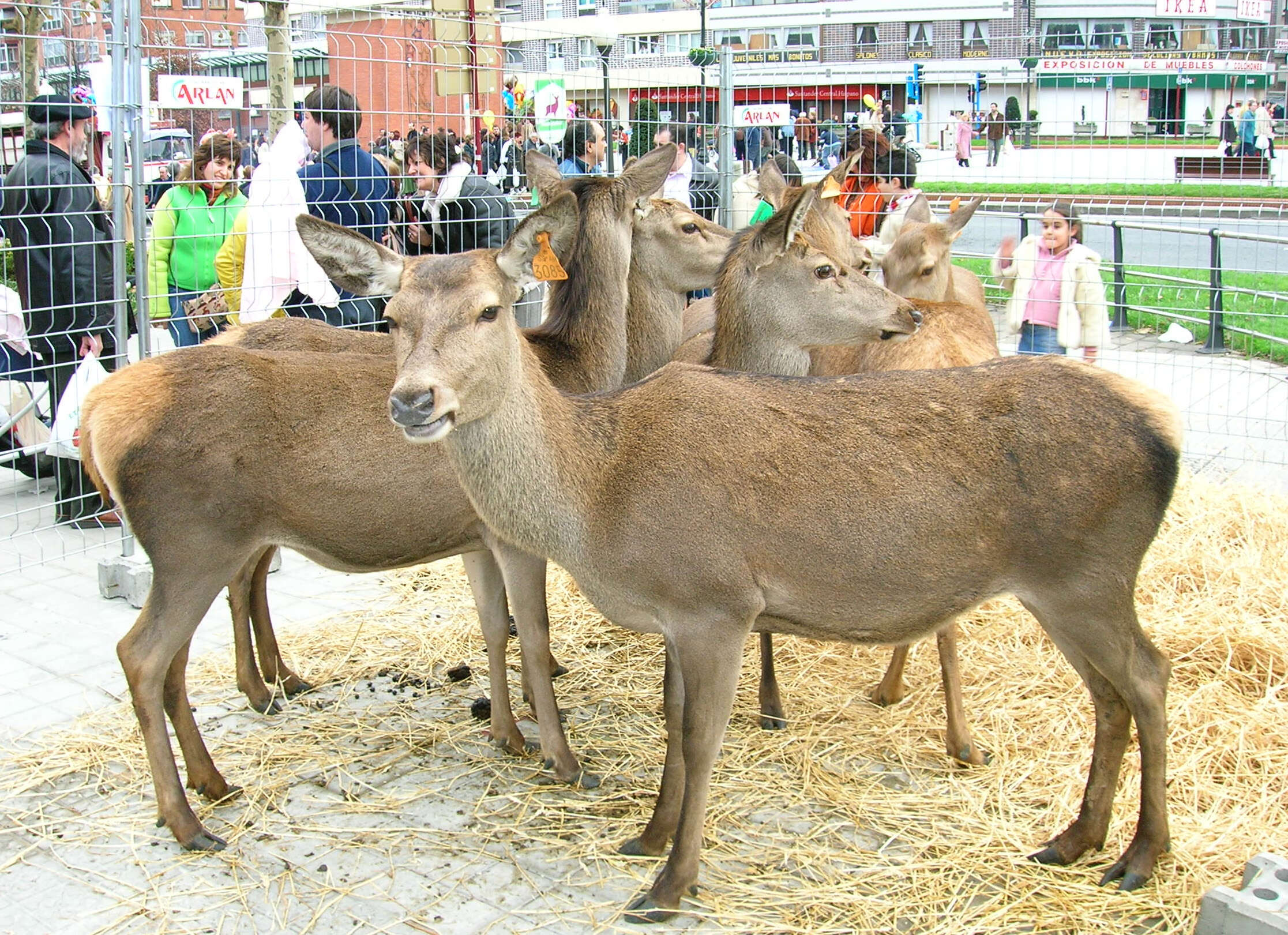 Image of Cervus elaphus hispanicus Hilzheimer 1909