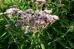 Image of hemp agrimony