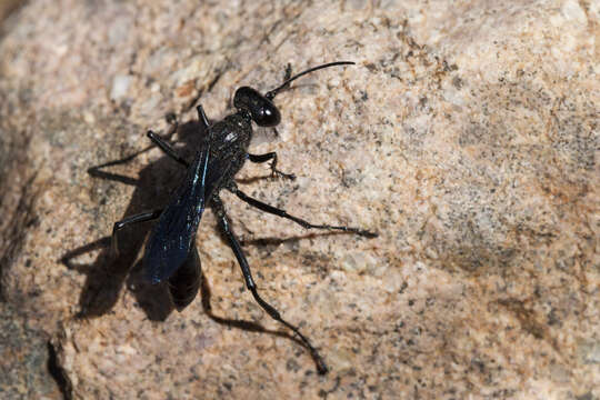 Image of Cutworm Wasps