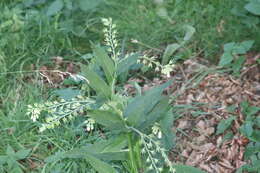 Image of boneset