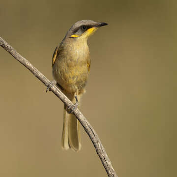 صورة Lichenostomus cratitius (Gould 1841)