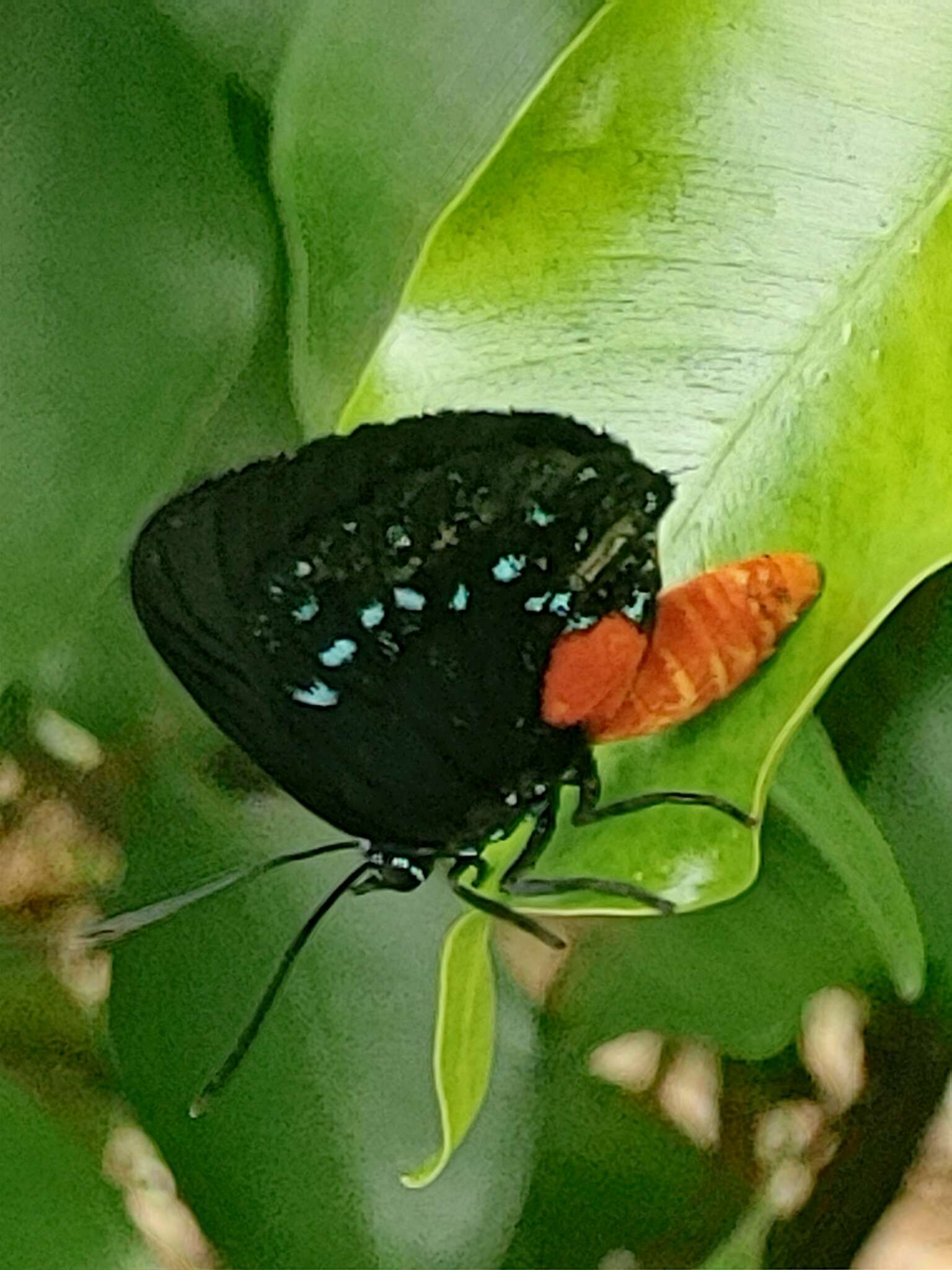 Слика од Eumaeus atala (Poey 1832)