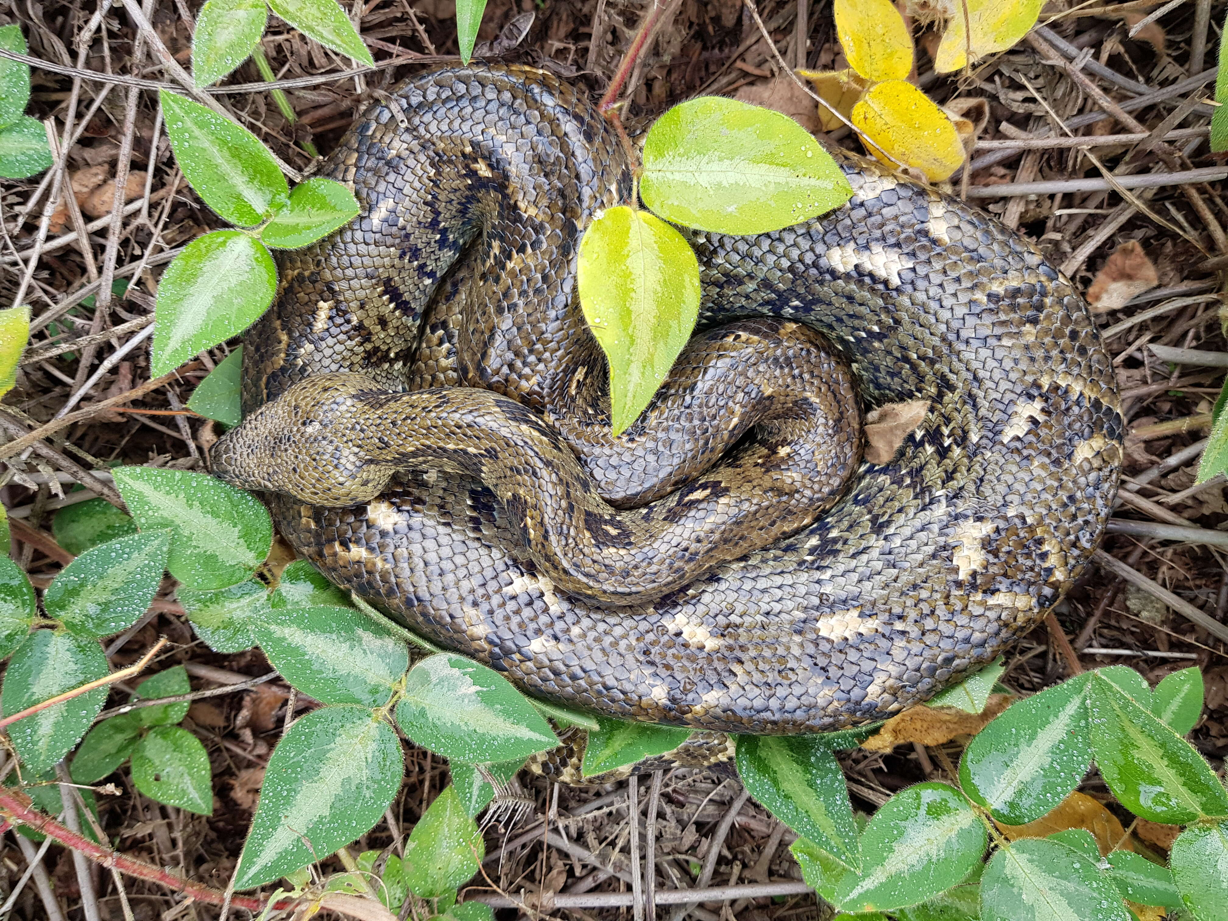 Слика од Acrantophis madagascariensis (Duméril & Bibron 1844)