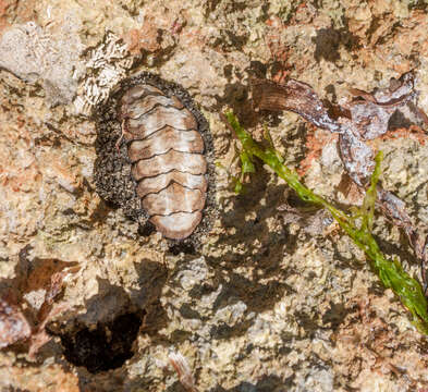 Image of West Indian fuzzy chiton