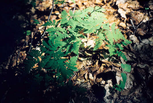 Слика од Gymnocarpium dryopteris (L.) Newm.